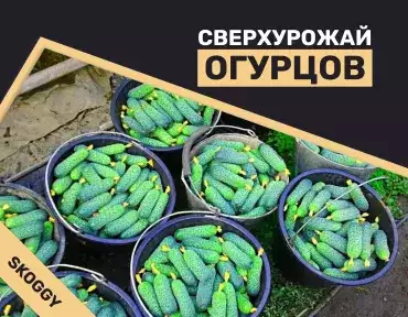 Избыток огурцов: несколько простых способов использования излишков